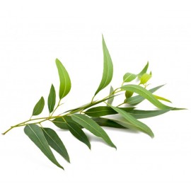 Brume eucalyptus pour hammam
