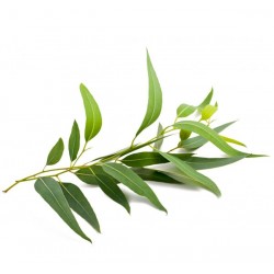 Senteur hammam eucalyptus