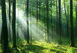 Sauna tonneau, essences de bois